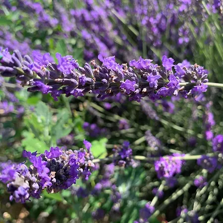 Marion Plage * Καν-συρ-Μερ